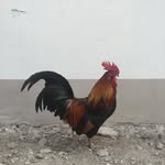 @verychillbro