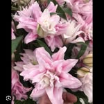 @ashakemi12