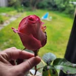 @jensparrow76