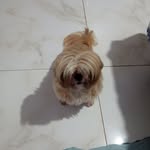 @albuzanini.van
