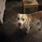 @tannerpitbull