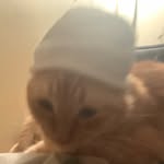 @manwithoutcap