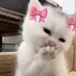 @officialtete0