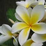 @malaz6362